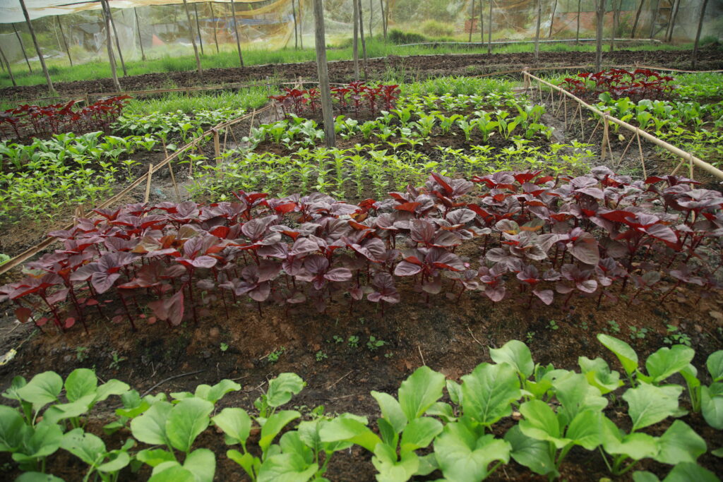 rau sạch tươi mỗi ngày trong bữa ăn gia đình