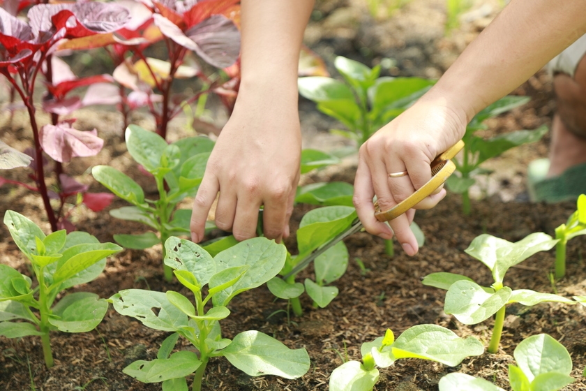 rau sạch có lỗ sâu tự nhiên trên lá