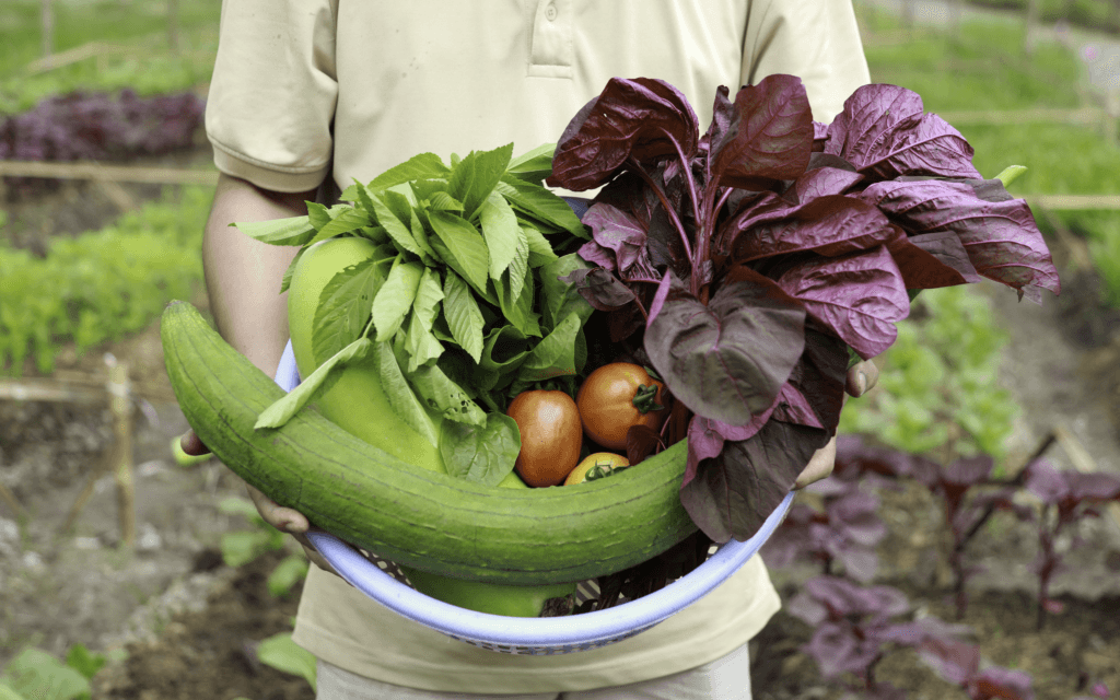 gói rau tháng giao tận nhà tươi sạch