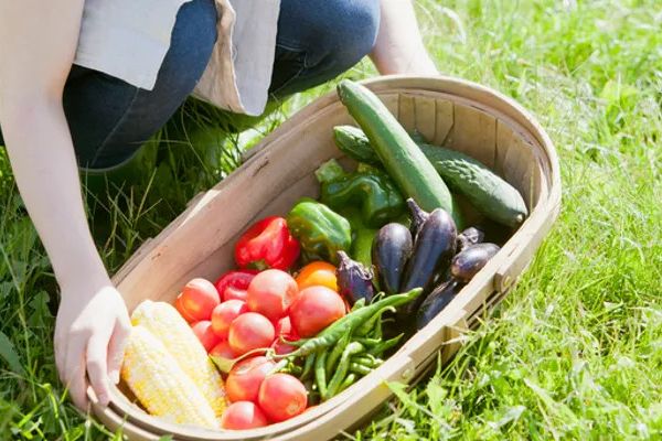 Lợi Ích rau xanh mỗi gày cho sức khỏe gia đình