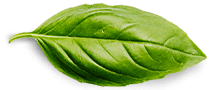 basil leaf