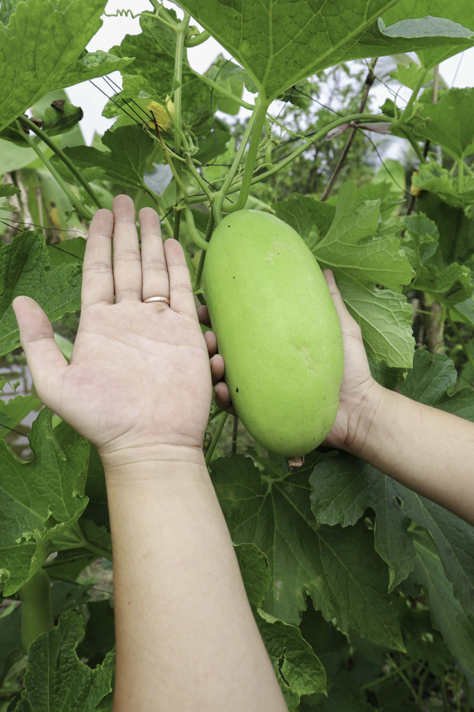 Rau sạch tại vườn luôn đạt chất lượng
