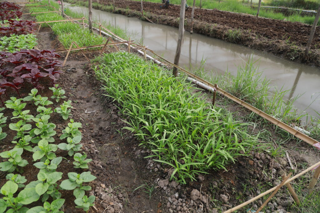 rau sạch được trồng tại trang trại