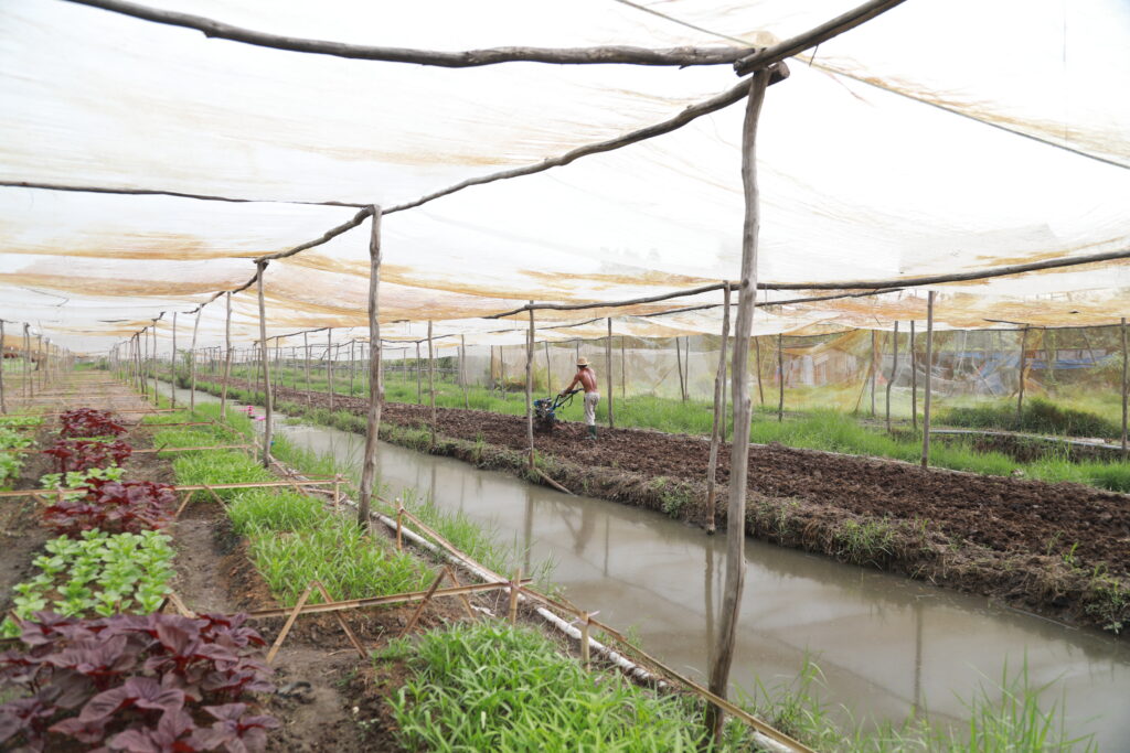 nông trại rau sạch tại lúa farm với nhiểu loại đa dạng