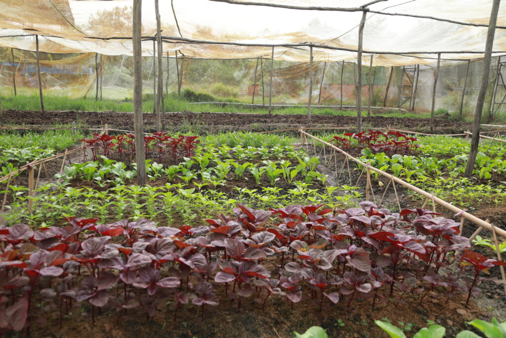 rau sạch thu hoạch tại trang trại 