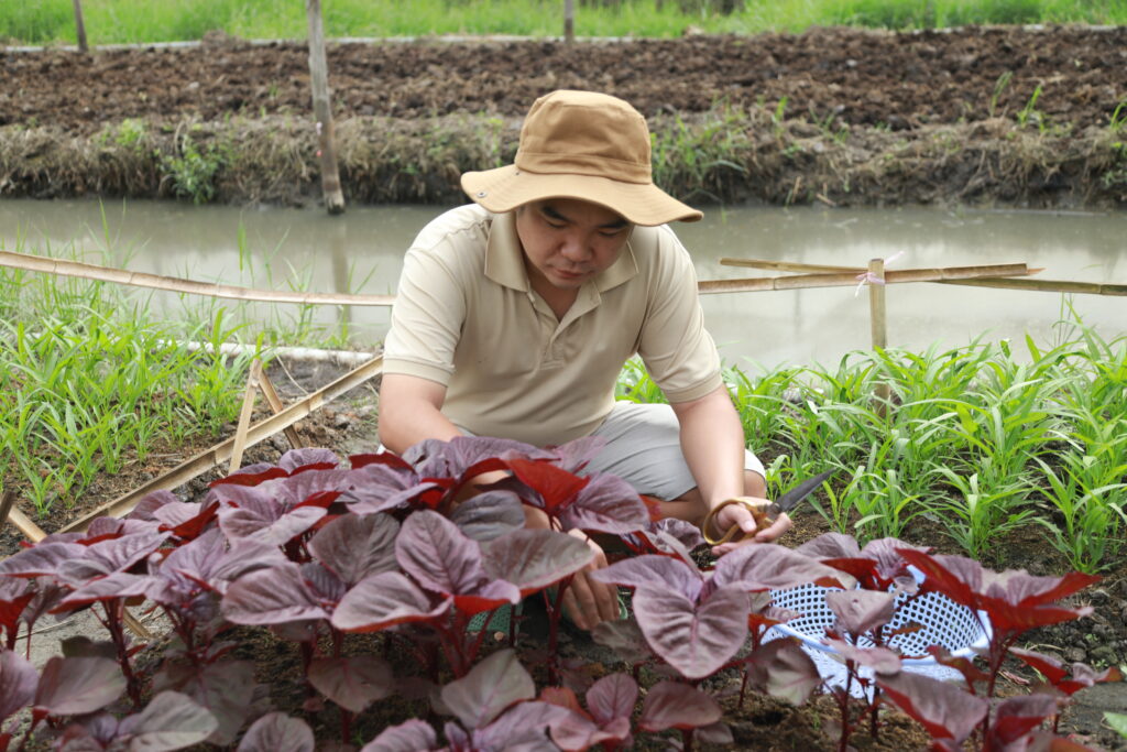 Mô Hình Trồng Rau Của Gói Rau Tháng