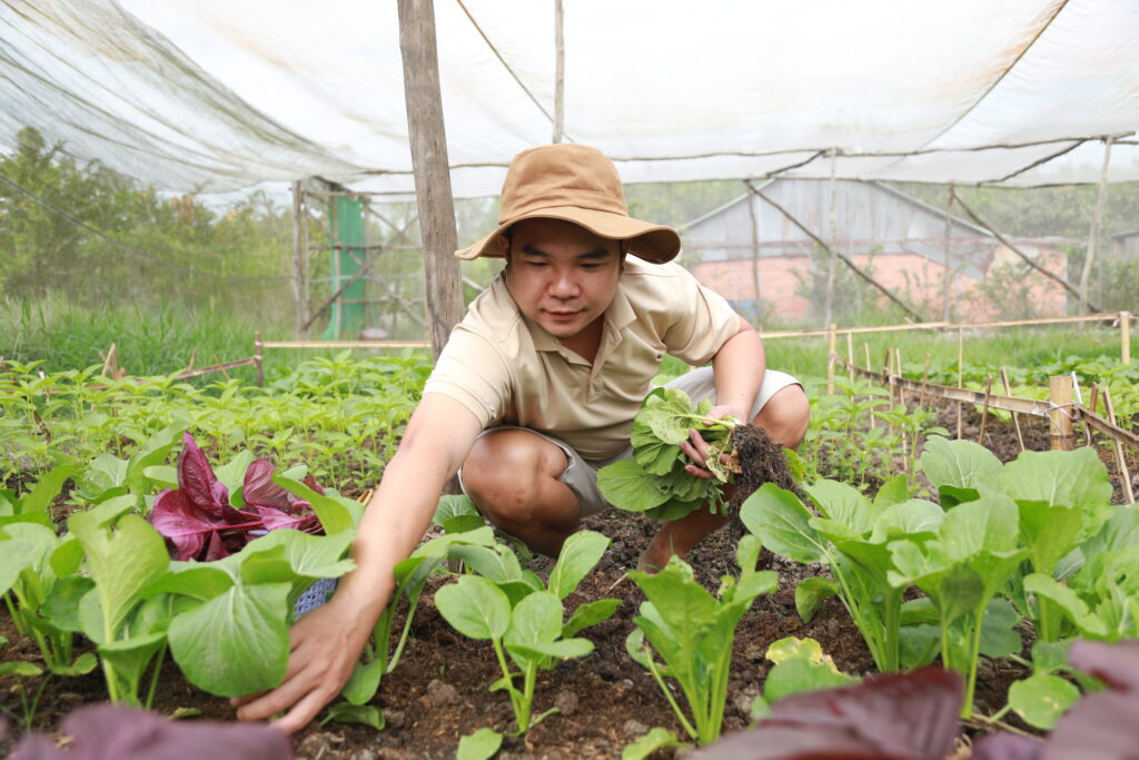 rau sạch thu hoạch tại vườn