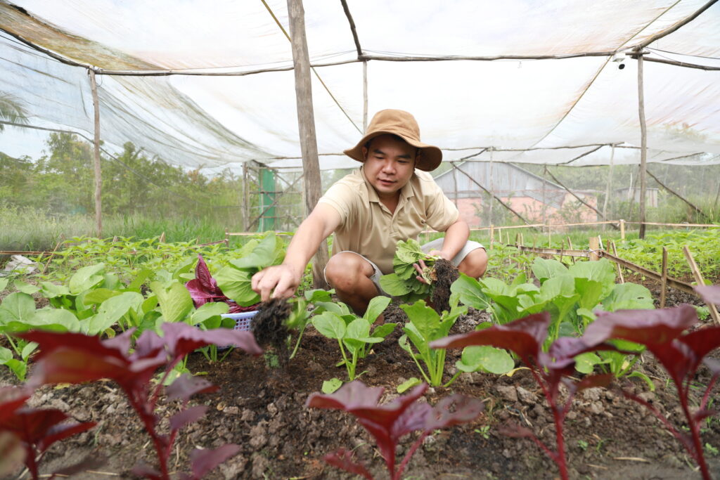 Rau được thu hoạch trực tiếp tại vườn trước khi giao trong gói rau tháng.