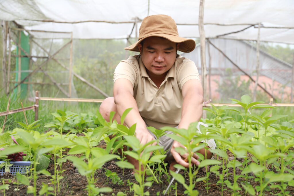 Rau được thu hoạch trực tiếp từ farm trước khi giao cho khách hàng.