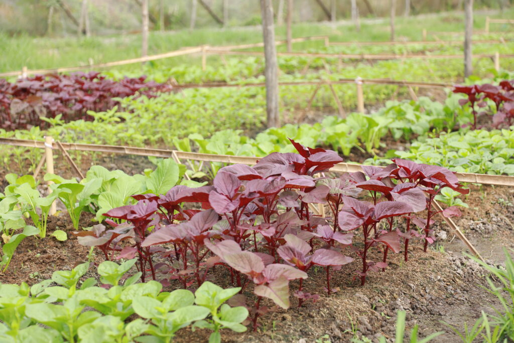 Rau sạch trong gói rau tháng được trồng tại vườn