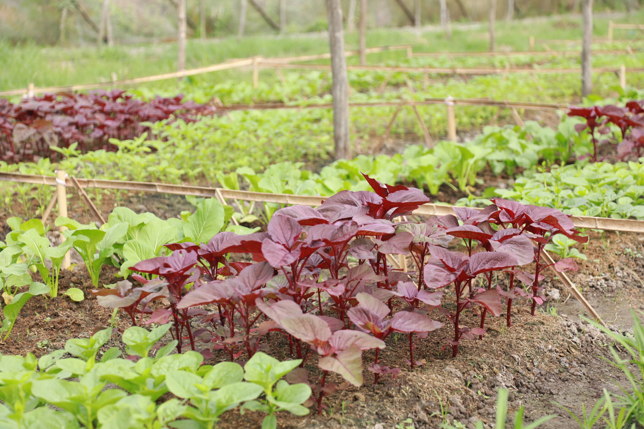 Rau sạch trong gói rau tháng được trồng tại vườn