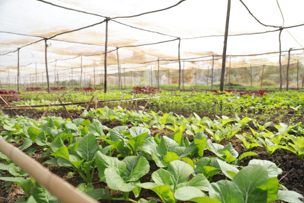 Rau sạch không phun thuốc