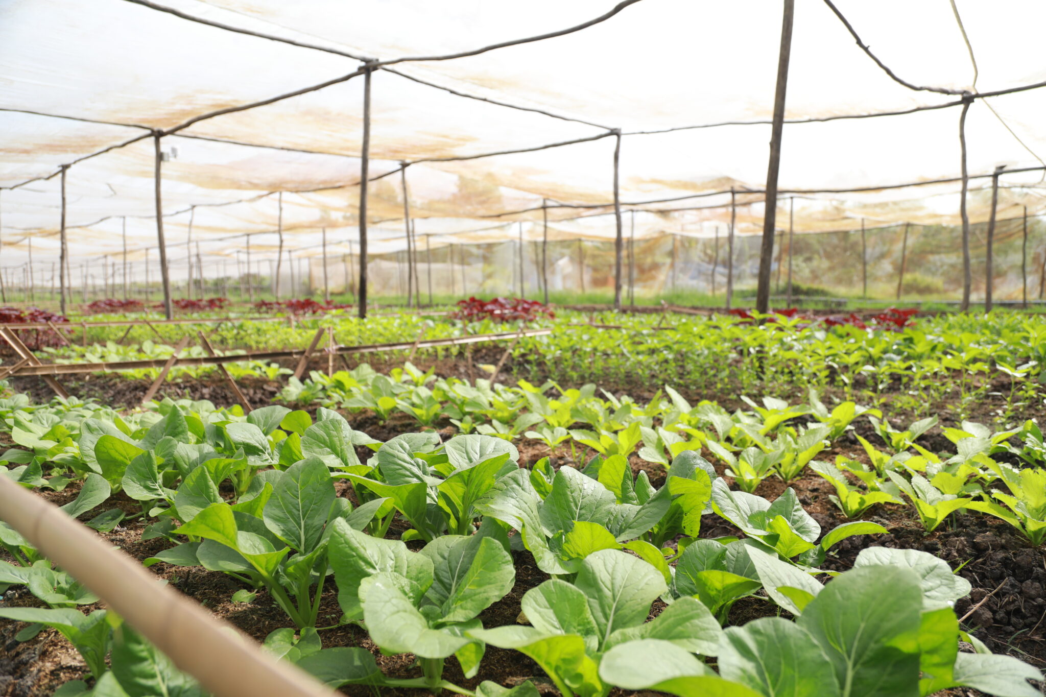 Rau sạch không phun thuốc