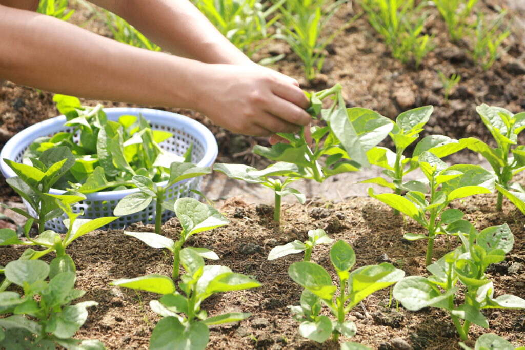 rau sạch được trồng tại lúa farm