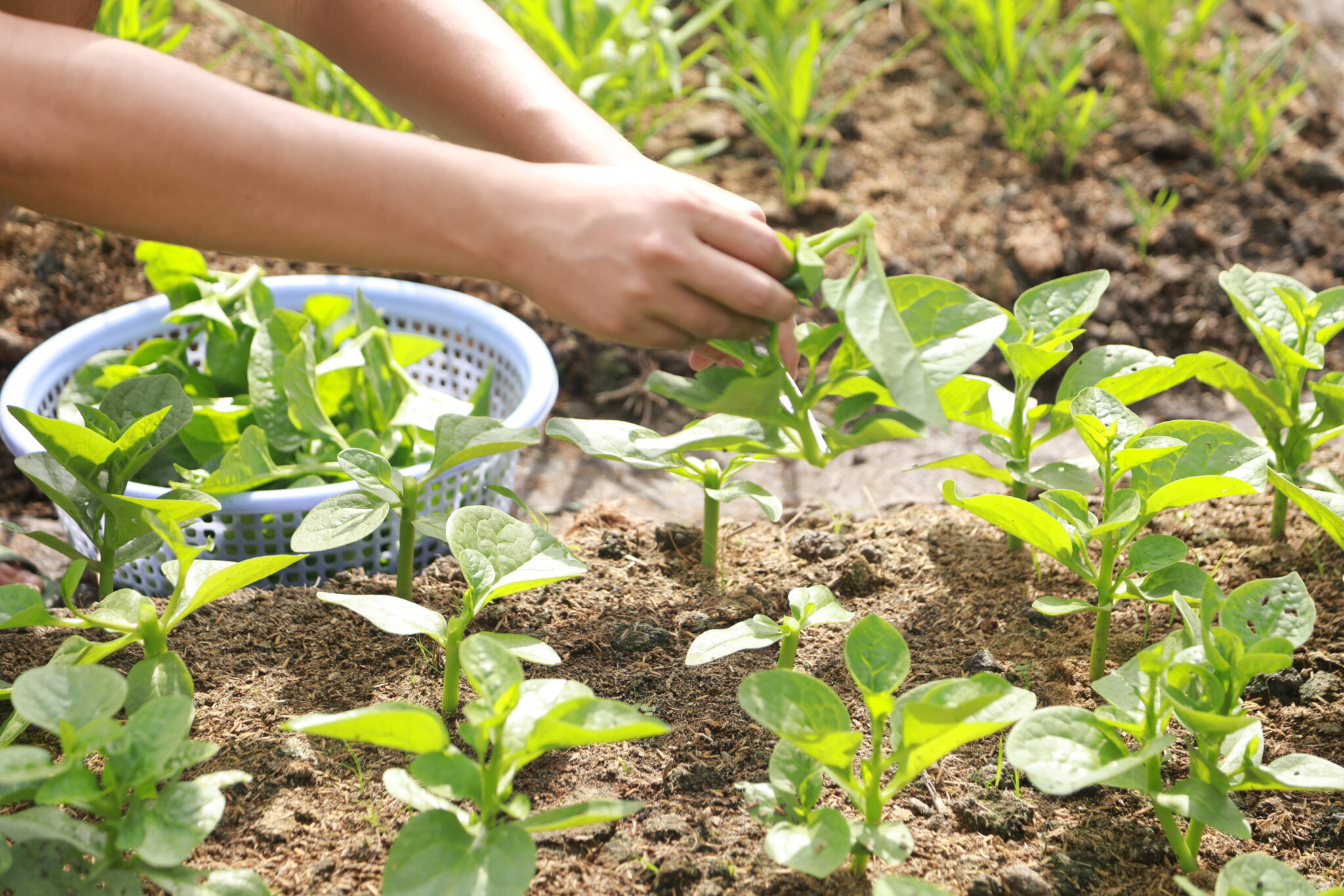 rau sạch được trồng tại lúa farm