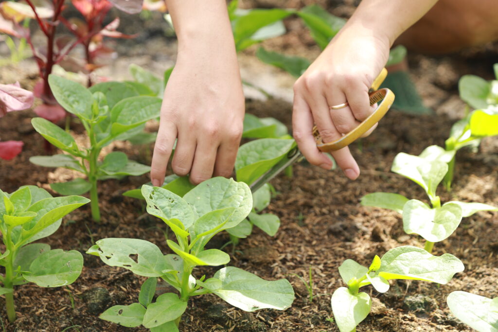 lá rau sạch có vết sâu nhỏ

