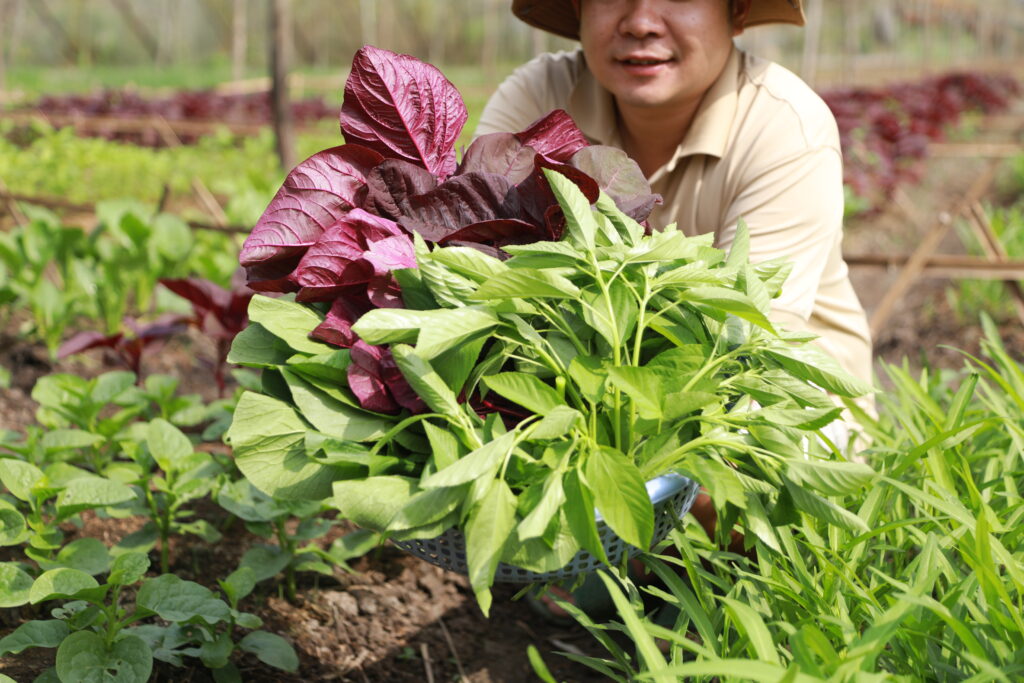 Chọn nông sản sạch