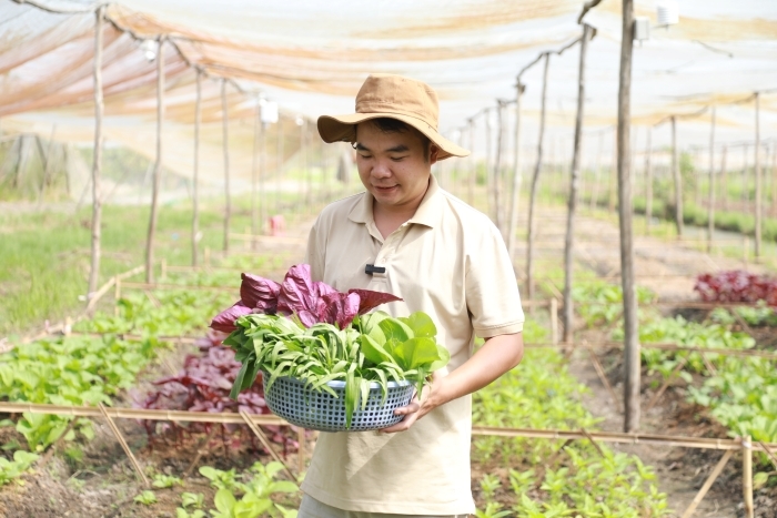 Một số loại rau trong được giao trong gói rau tháng