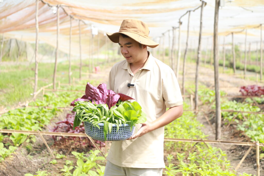 thu hoạch rau tại trang trại