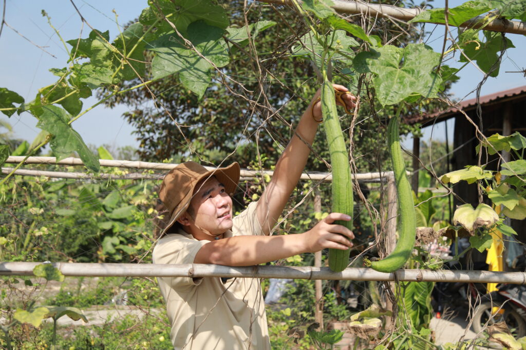 thu hoạch rau sạch tại lúa farm