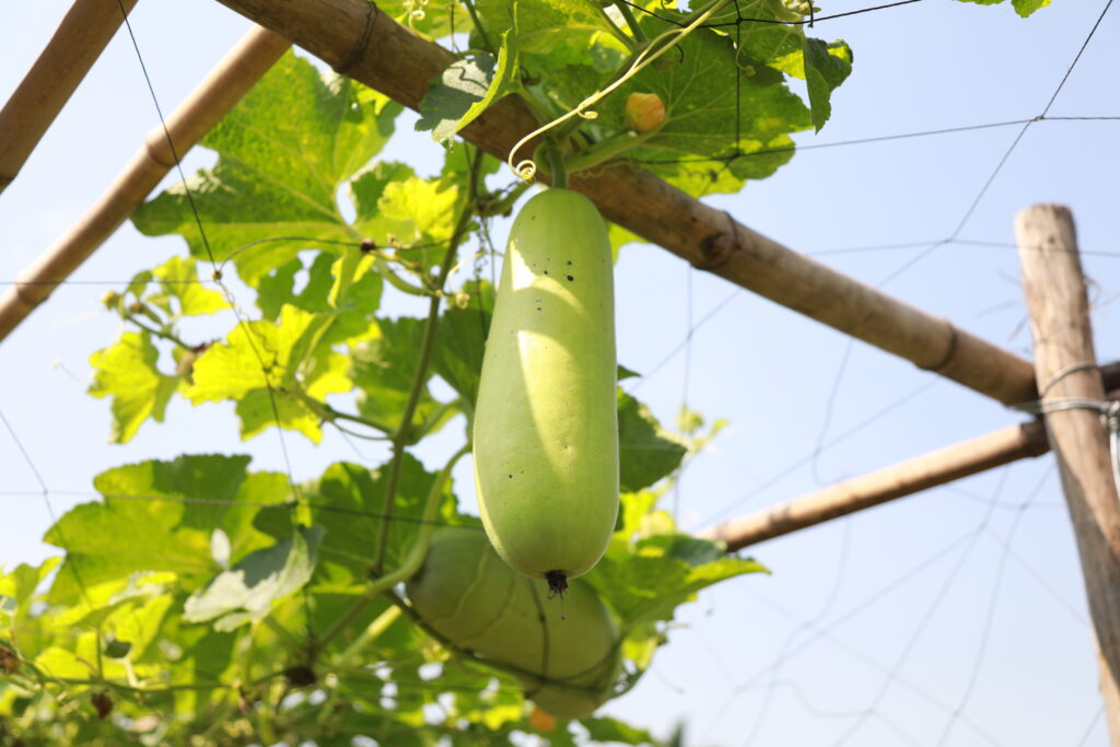 vitamin và dinh dưỡng trong rau xanh