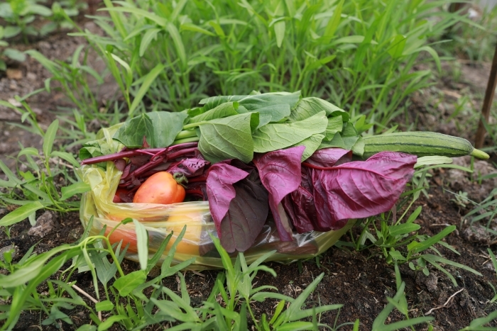 Đa dạng rau trong gói rau tháng