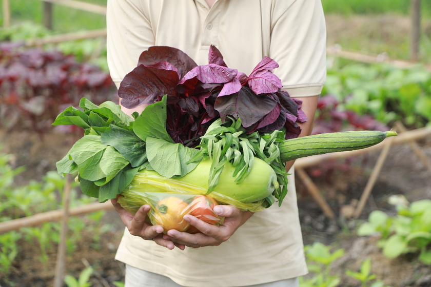 các loại rau trong gói rau tháng 749k