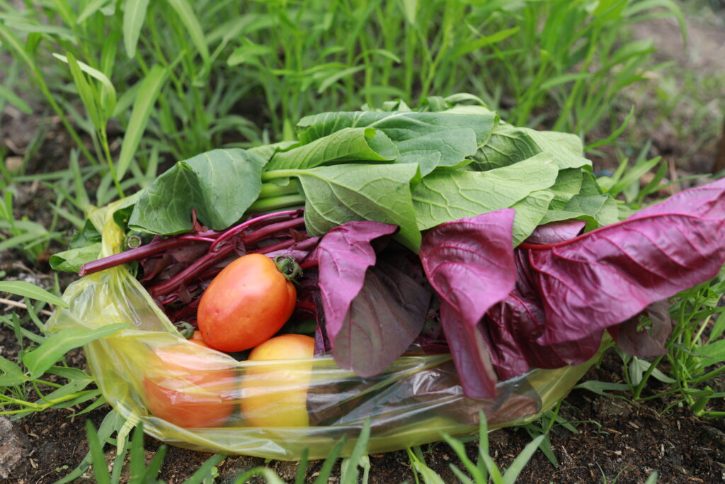 Gói Rau Tháng Giao Tận Nhà