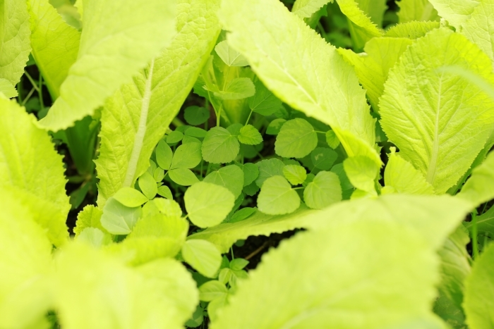 Tại sao nên đătk gói rau tháng