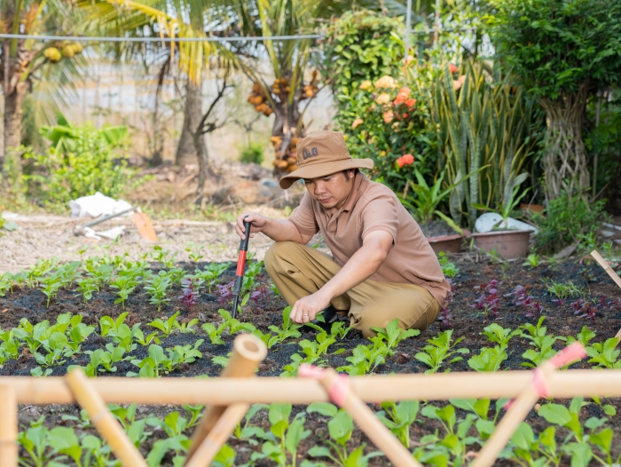 thu hoạch gói rau tại lúa farm