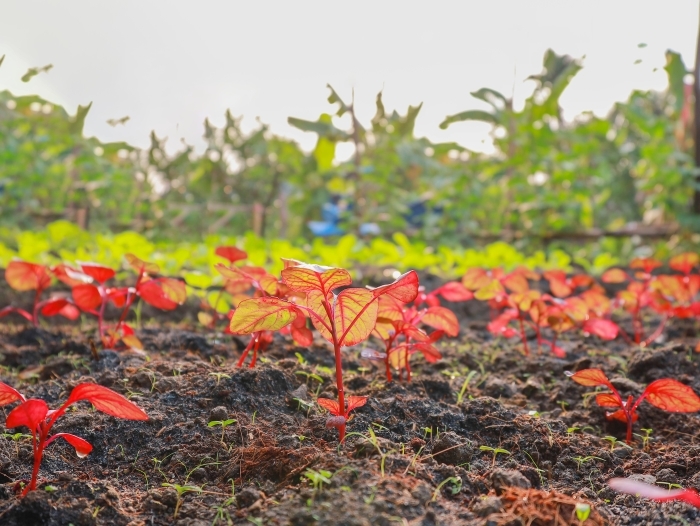 Rau sạch trong gói rau tháng đem lại nhiều lợi ích cho gia đình bạn
