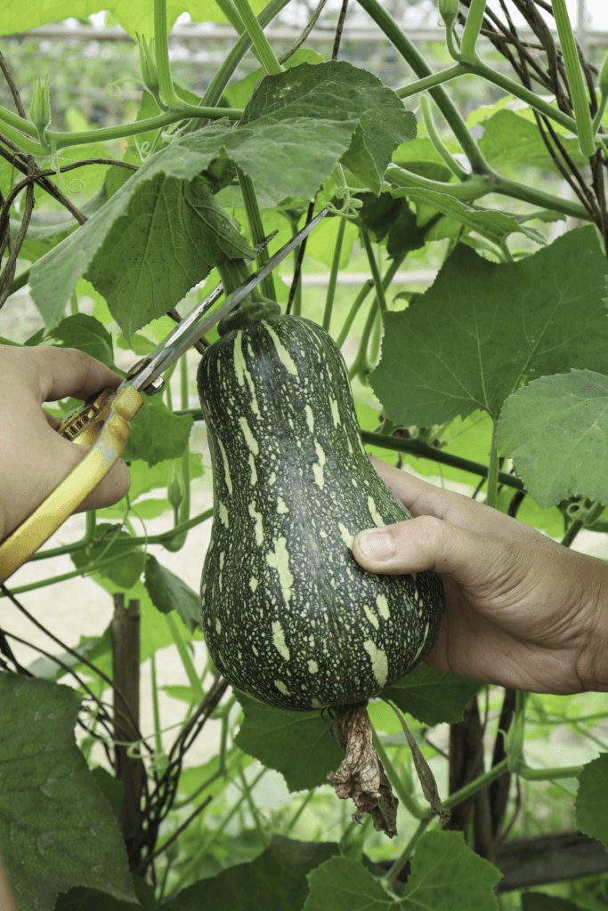 Thu hoạch nông sản sạch tại Lúa Farm