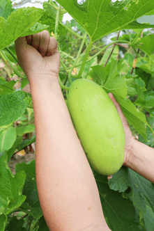 Rau sạch từ vườn Lúa Farm chuẩn bị giao đến khách hàng.