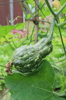 Gói rau tháng chọn rau sạch từ vườn, trồng tự nhiên.