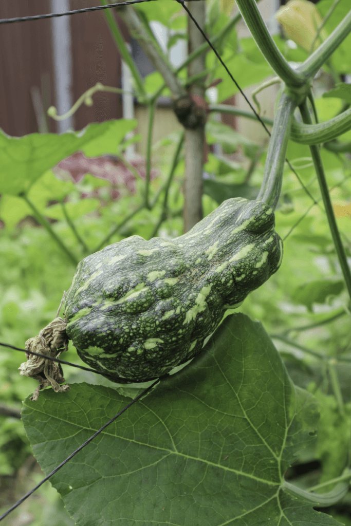 nhận biết rau sạch tự nhiên