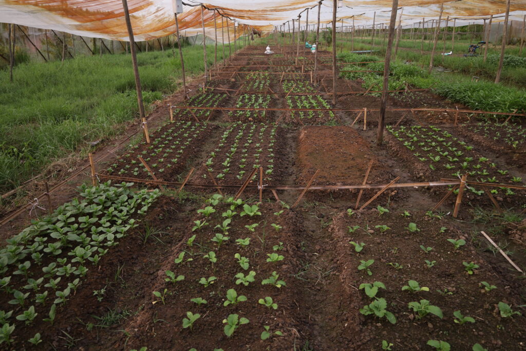 Vườn Trồng Tại Lúa Farm