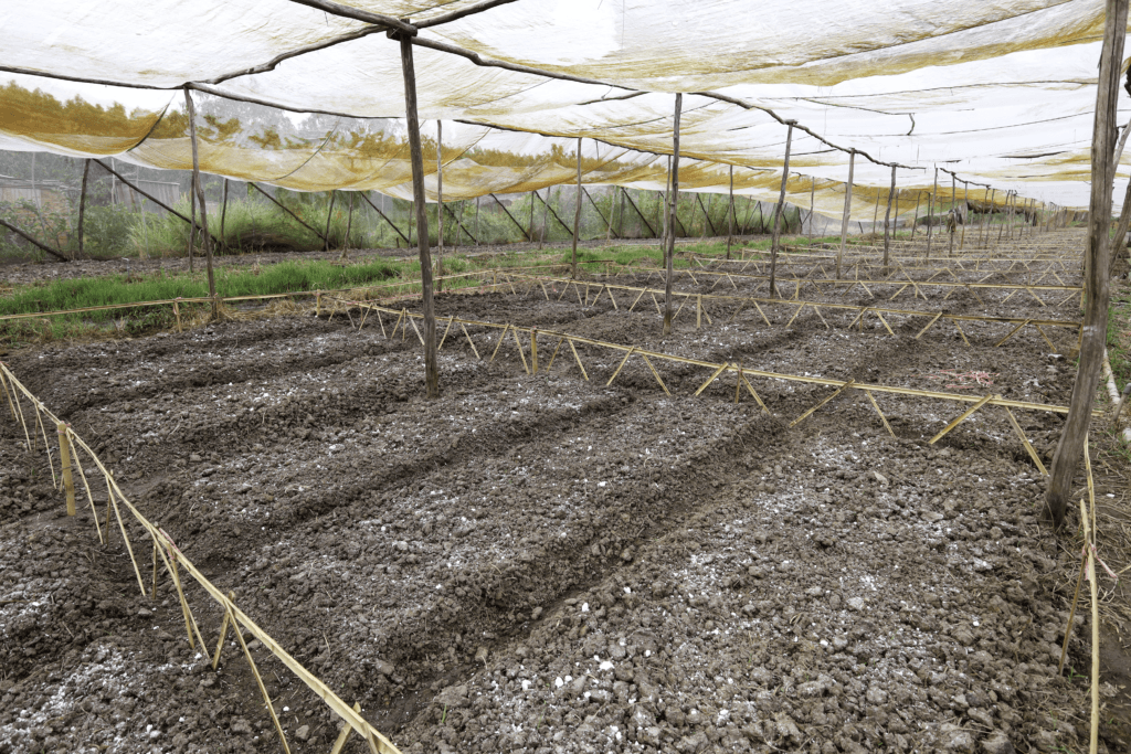 Gói rau tháng Lúa Farm với mô hình mỗi gia đình một ô rau 35m2