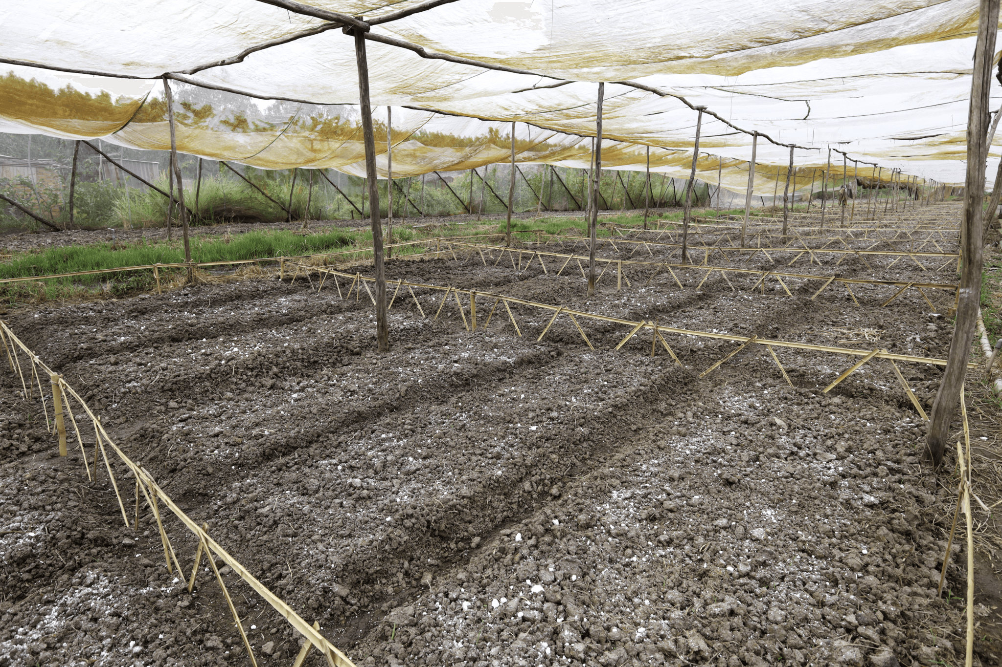 Gói rau tháng Lúa Farm với mô hình mỗi gia đình một ô rau 35m2