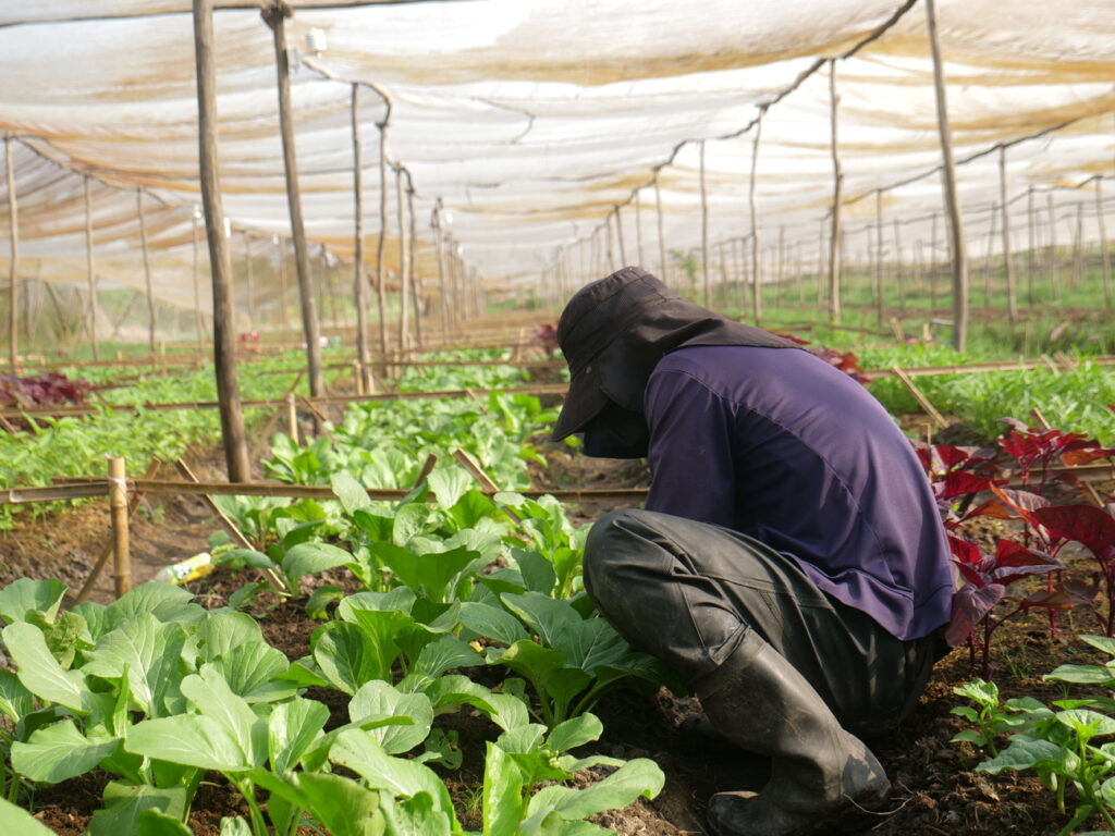 Thu Hoạch Rau Tại Lúa Farm
