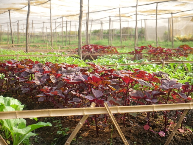 Rau sạch trong gói rau tháng được trồng tại vườn