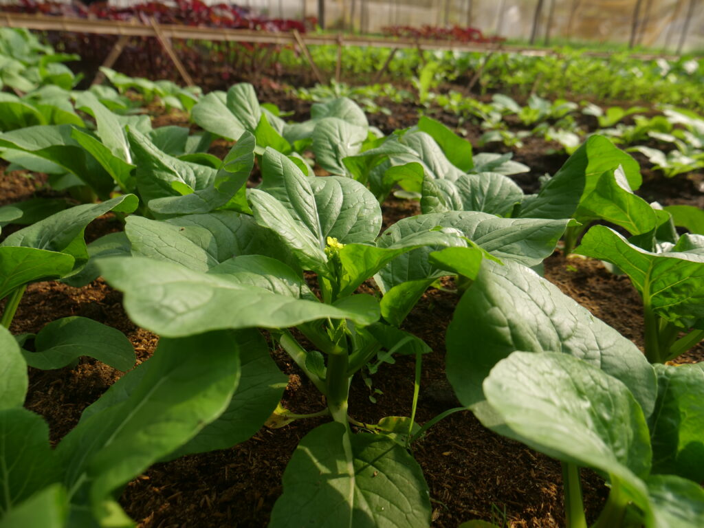 Rau sạch trồng tại vườn và bí quyết chọn rau sạch