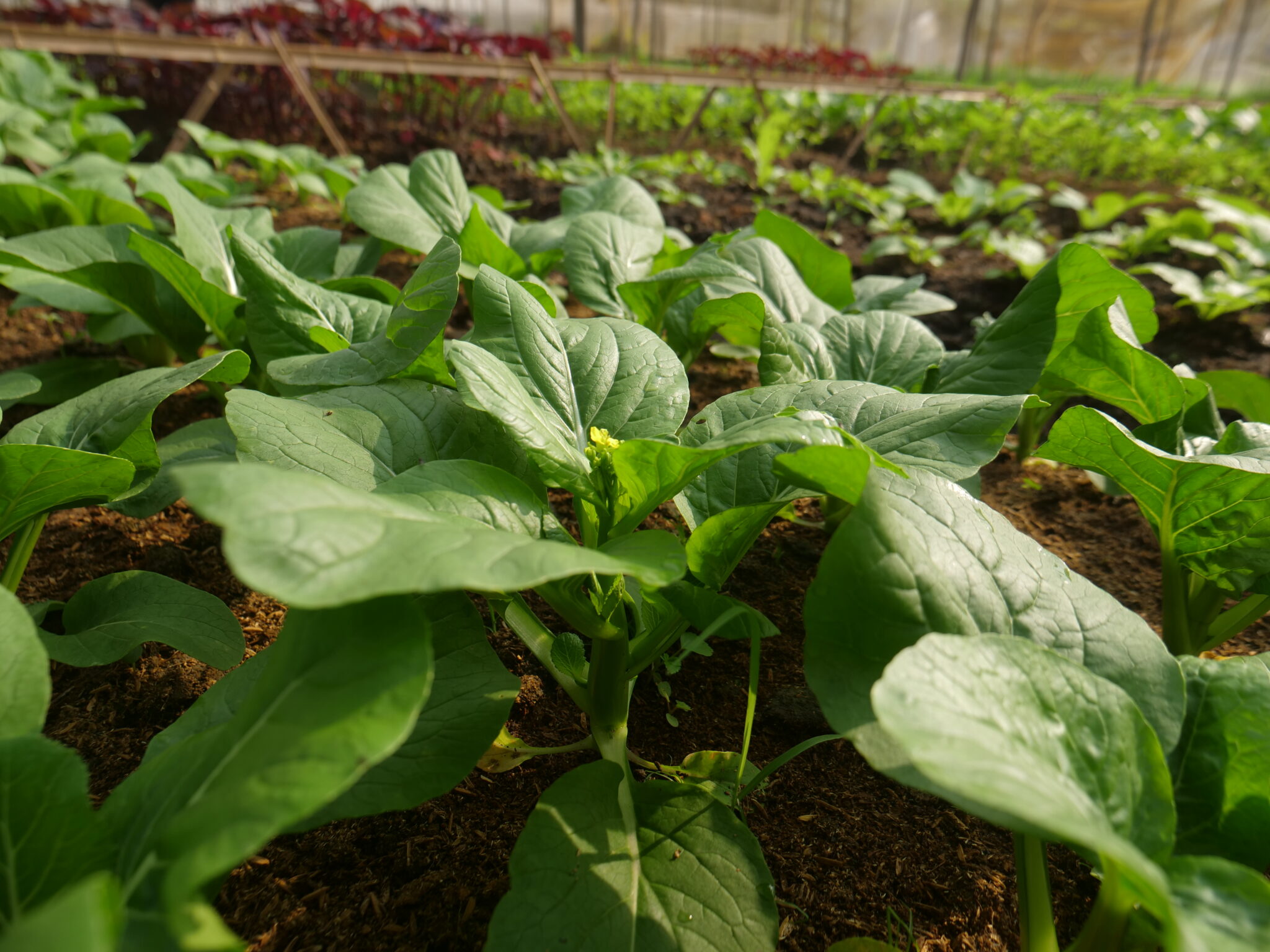 Rau sạch trồng tại vườn và bí quyết chọn rau sạch