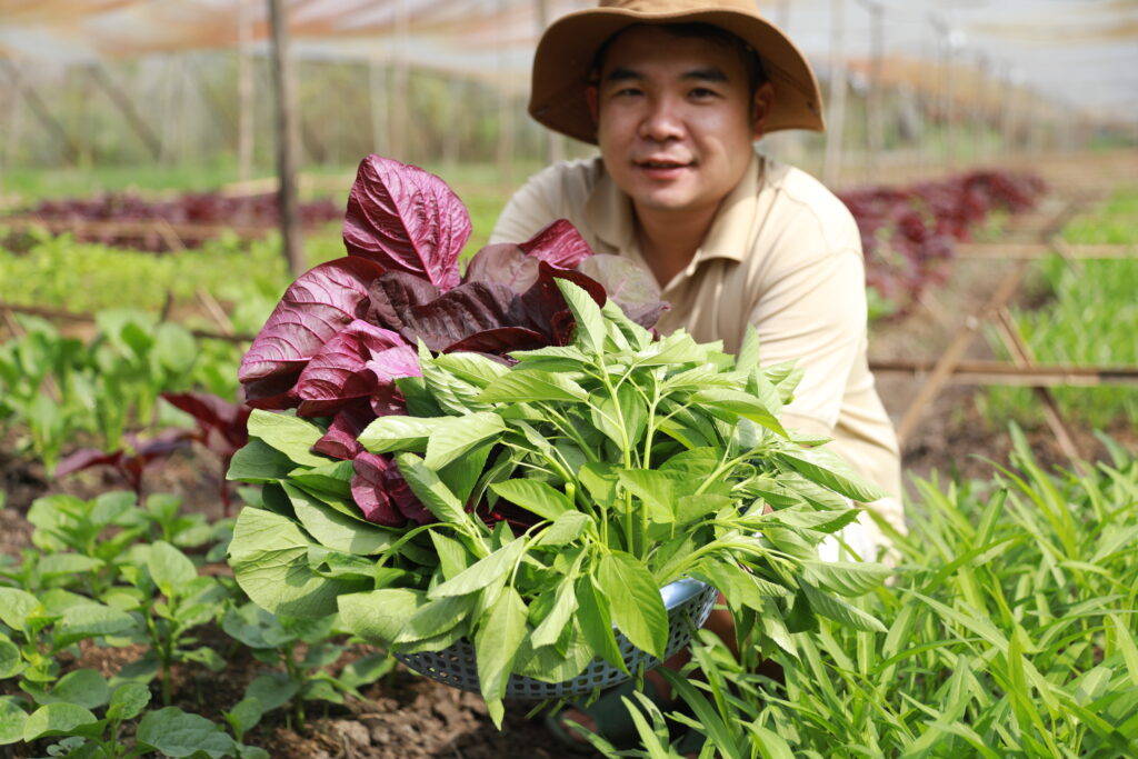 nông sản sạch TP.HCM được trồng tại trang trại theo phương pháp tự nhiên,cung cấp rau sạch thành phố và thực phẩm sạch cho bữa ăn