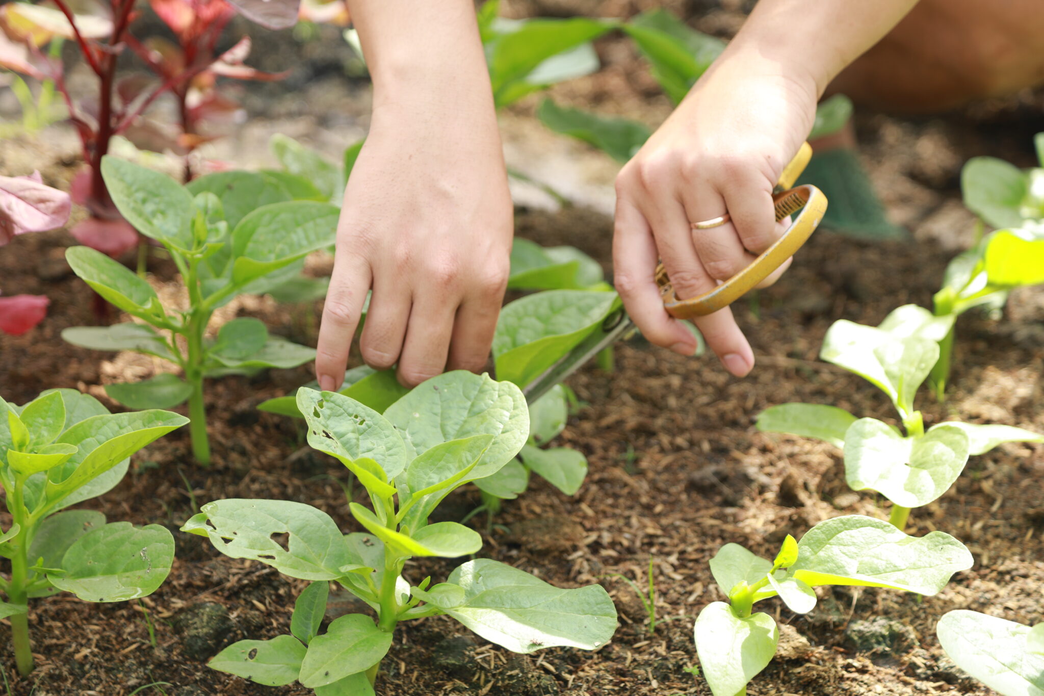 rau sạch không phun thuốc hóa học được trồng