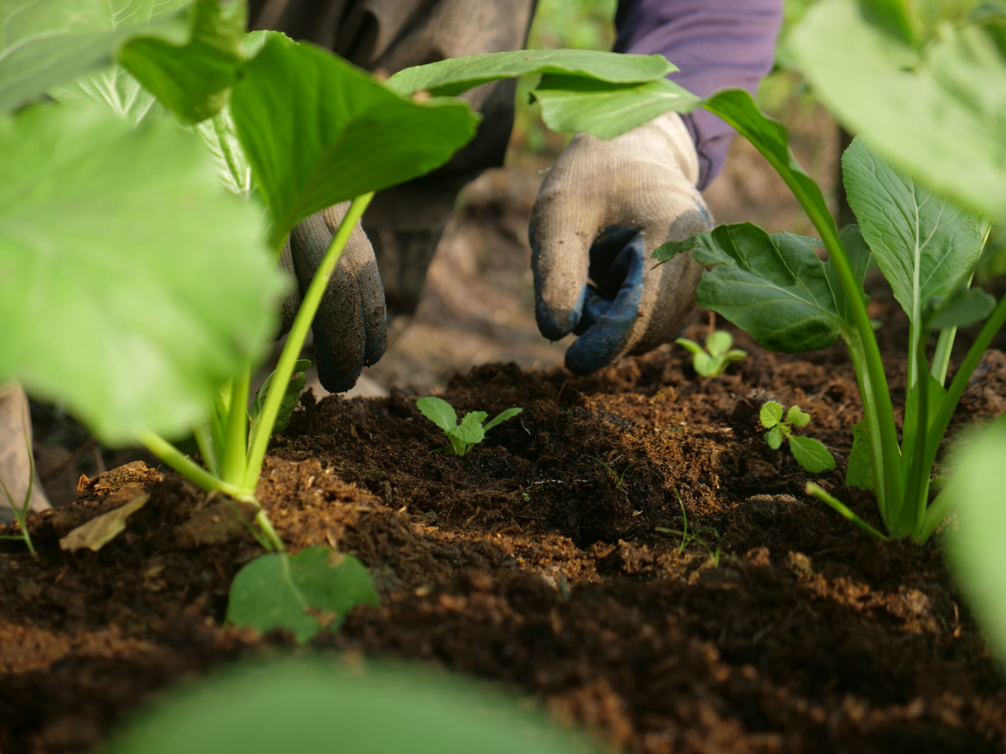 Rau sạch từ trang trại được thu hoạch và đóng gói như thế nào để vẫn tươi khi giao đi xa? Tìm hiểu quy trình và các gói rau tháng tiện lợi cho gia đình.