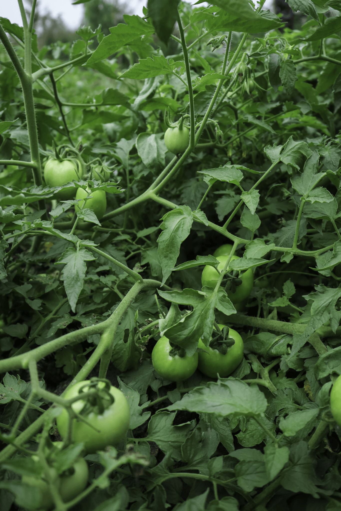 Hình ảnh rau sạch tự nhiên, không hóa chất, đảm bảo an toàn thực phẩm cho bữa ăn gia đình mỗi ngày