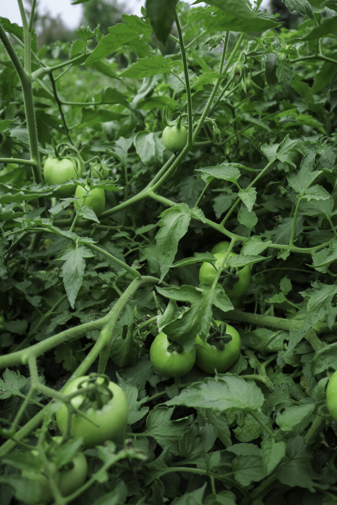 Hình ảnh rau sạch tự nhiên, không hóa chất, đảm bảo an toàn thực phẩm cho bữa ăn gia đình mỗi ngày