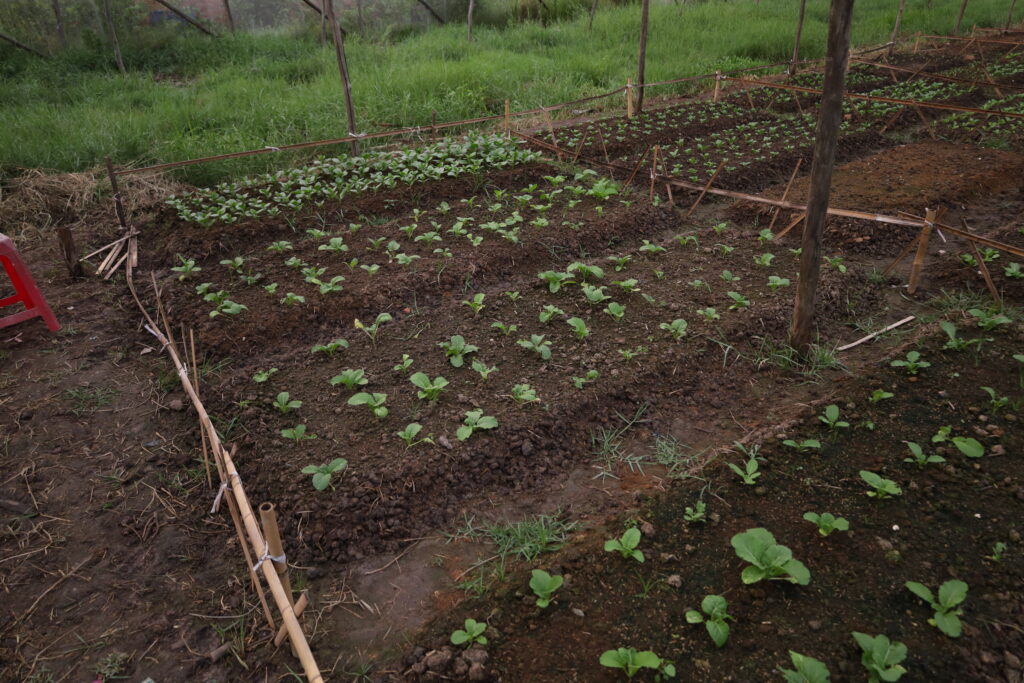 gói rau tại lúa farm