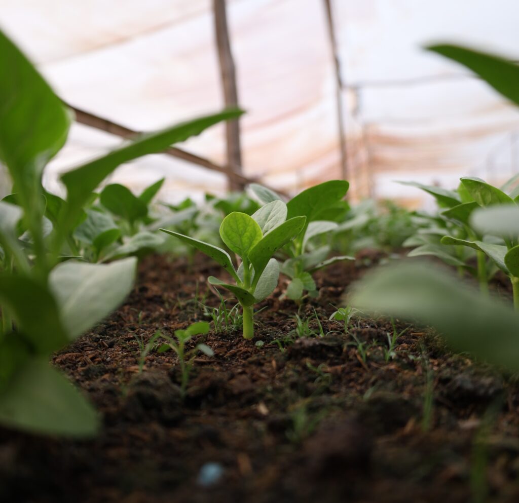 gói rau tại lúa farm